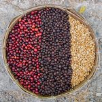 Curso de Barismo Básico